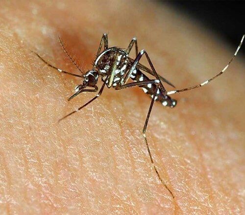 Mosquito Biting Skin - Mosquito Control Services in Starkville, MS