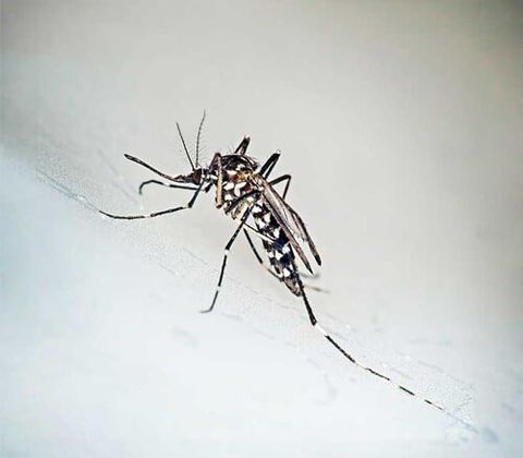 Tiger Mosquito - Mosquito Control Services in Starkville, MS