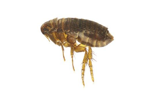 Dog Ticks - Flea/Tick Control Services in Starkville, MS