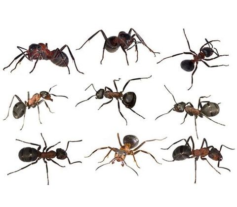 Ants - Ant Control Services in Starkville, MS