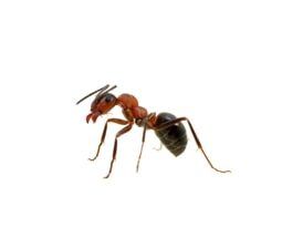 ant control | Northeast Exterminating LLC | Starkville, MS
