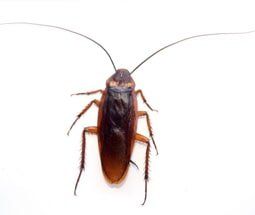 Roach Control | Northeast Exterminating LLC | Starkville, MS