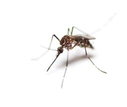 mosquito control | Northeast Exterminating LLC | Starkville, MS