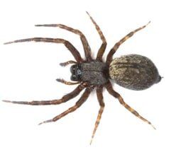 spider control | Northeast Exterminating LLC | Starkville, MS