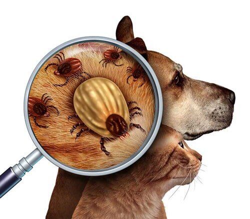 Dog Ticks - Flea/Tick Control Services in Starkville, MS