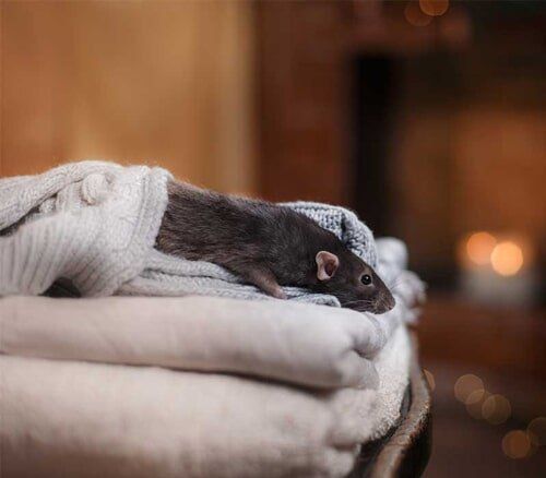 Rodents - Rodents Control Services in Starkville, MS Rodents - Rodents Control Services in Starkville, MS