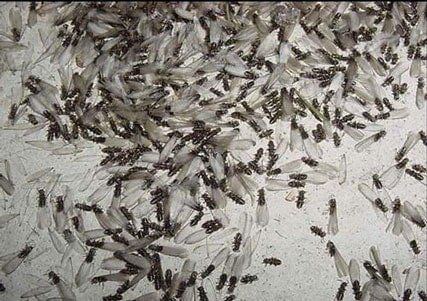 Termite Hole - Termite Control Services in Starkville, MS