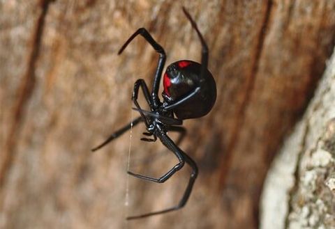Spider - Spider Extermination Services in Starkville, MS