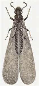 Termite - Termite Control Services in Starkville, MS