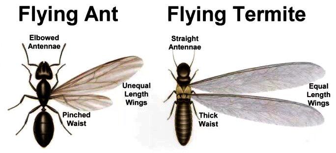 Northeast Exterminating Flying Ant vs Termite