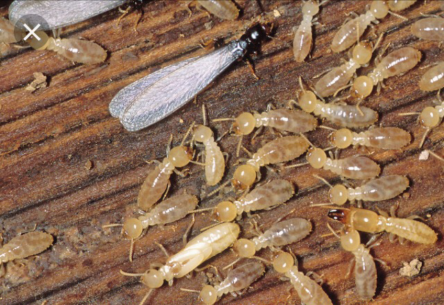 Termite control | Northeast Exterminating LLC | Starkville, MS