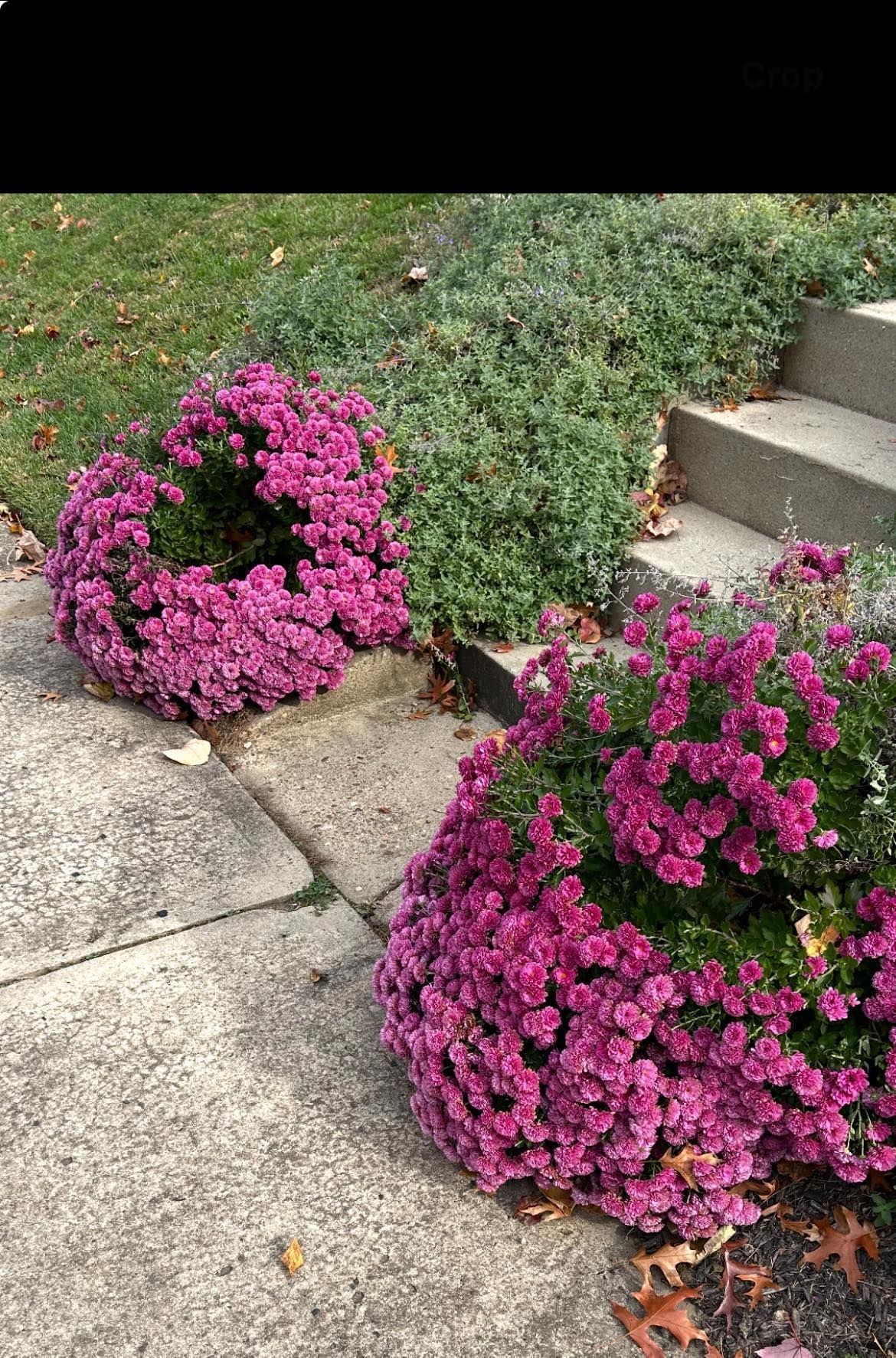 Two blooming purple chrysanthemums beside a sidewalk.