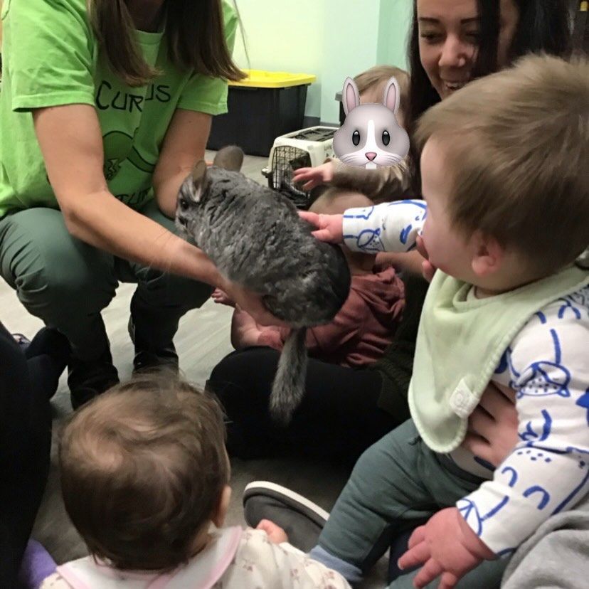 Babies touch a chinchilla held by a person in a green shirt; other people are nearby.