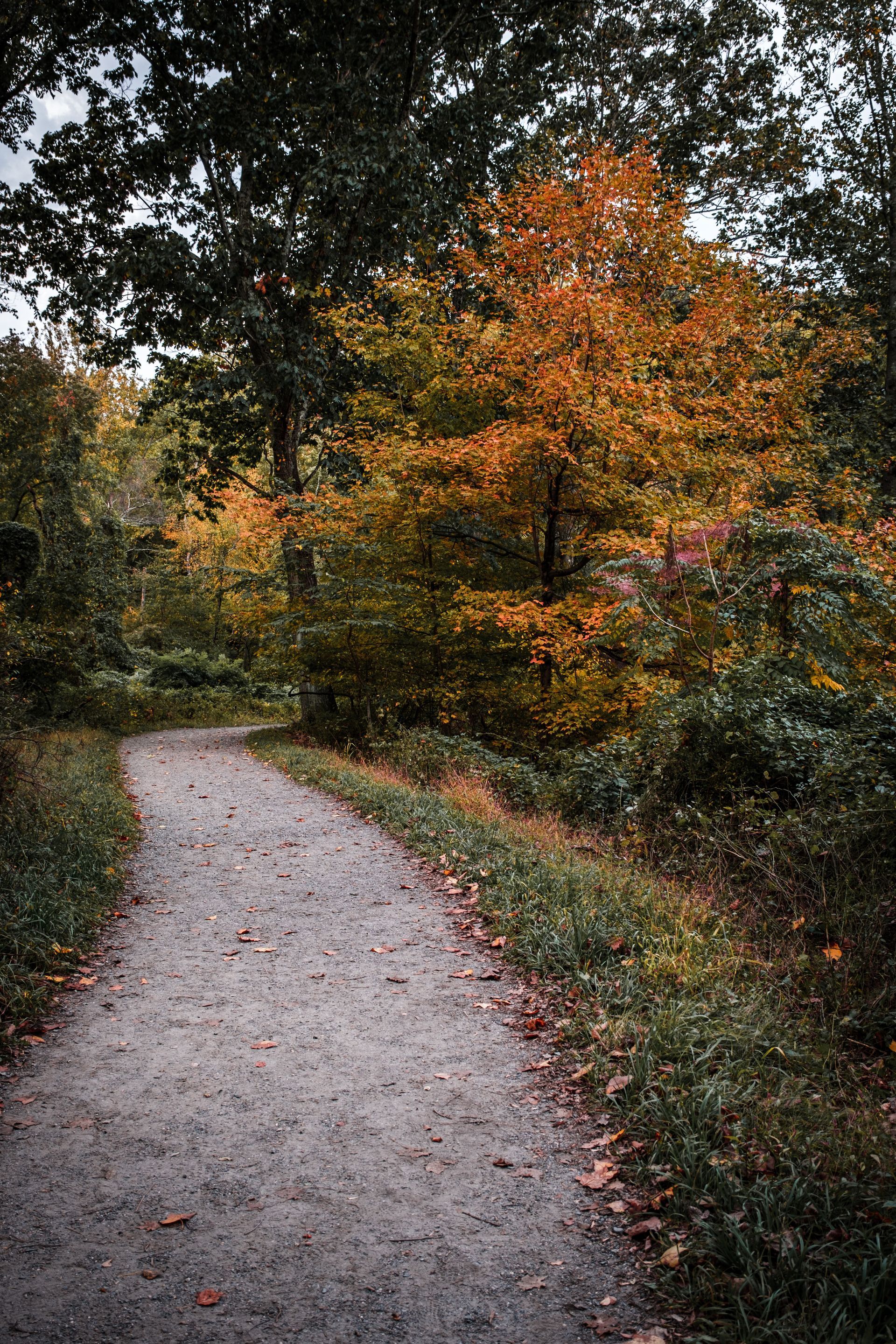 Gravel path through a forest. Autumn foliage with orange and green leaves.