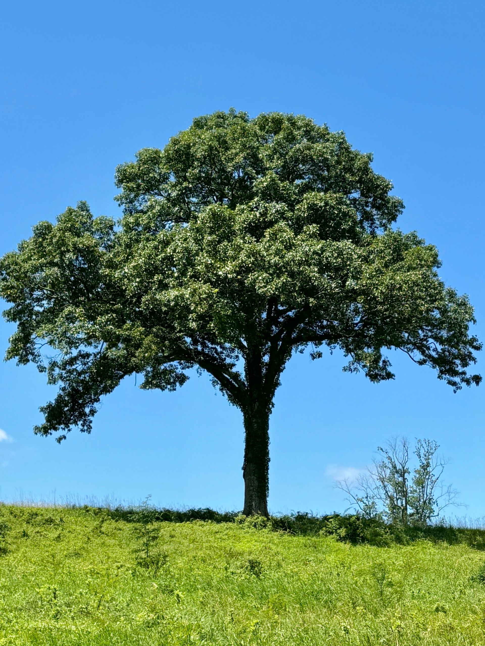 Tree on a grassy hill against a bright blue sky.