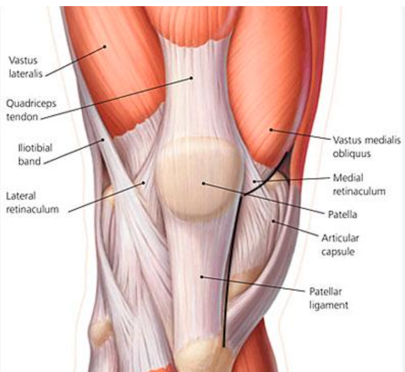A diagram of the knee showing the muscles and ligaments