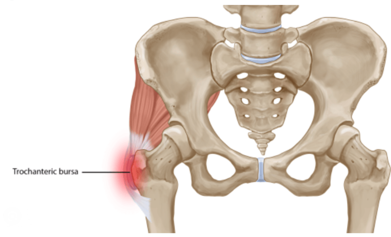A diagram of a skeleton with a muscle in the pelvis