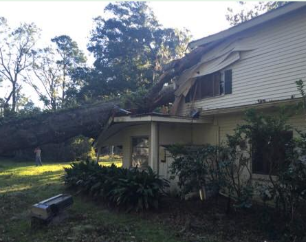 Tree Pruning — Sanford, NC — Phil Stone Tree Removal