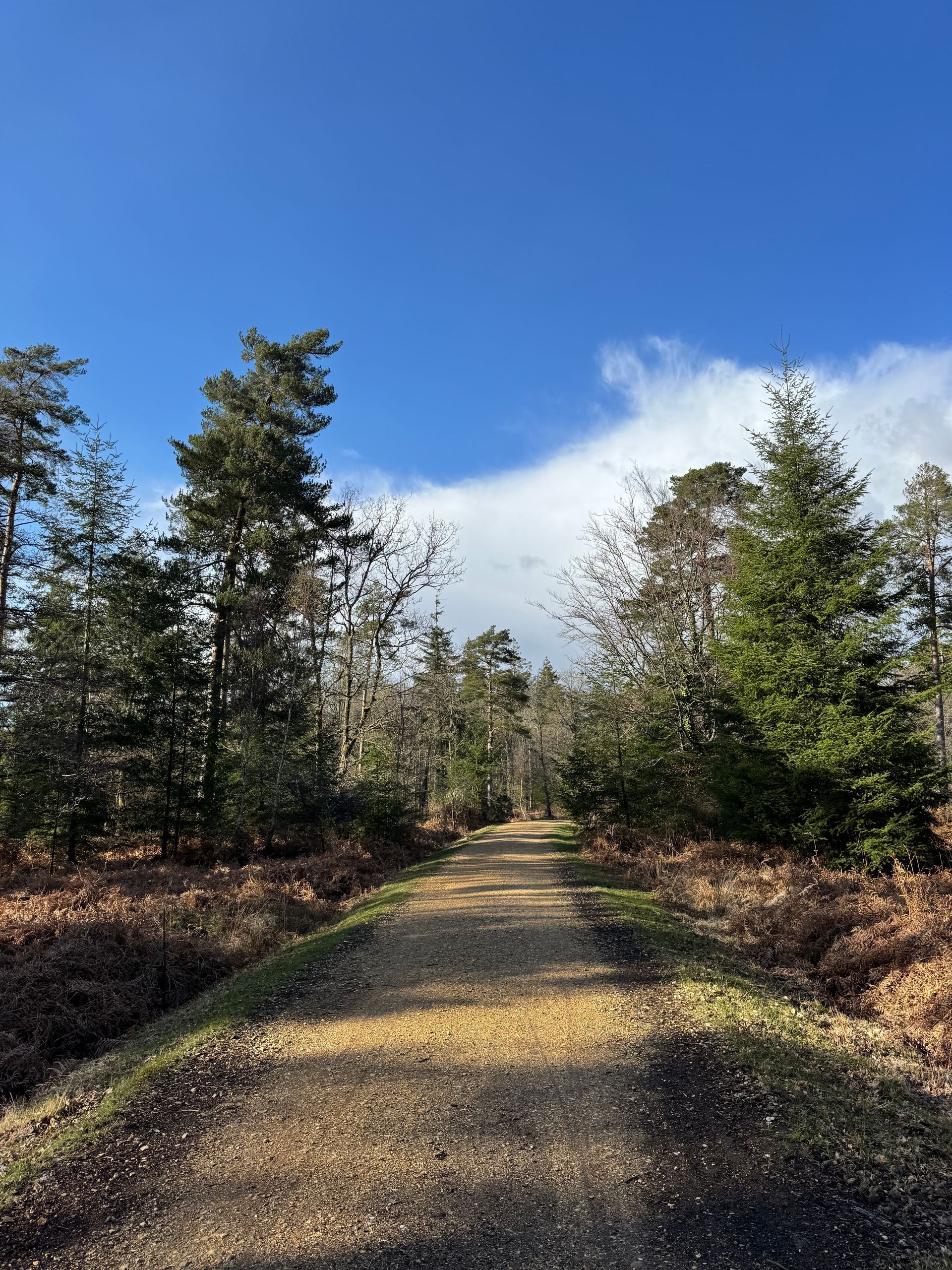 Forest scene photographed by Forest PA