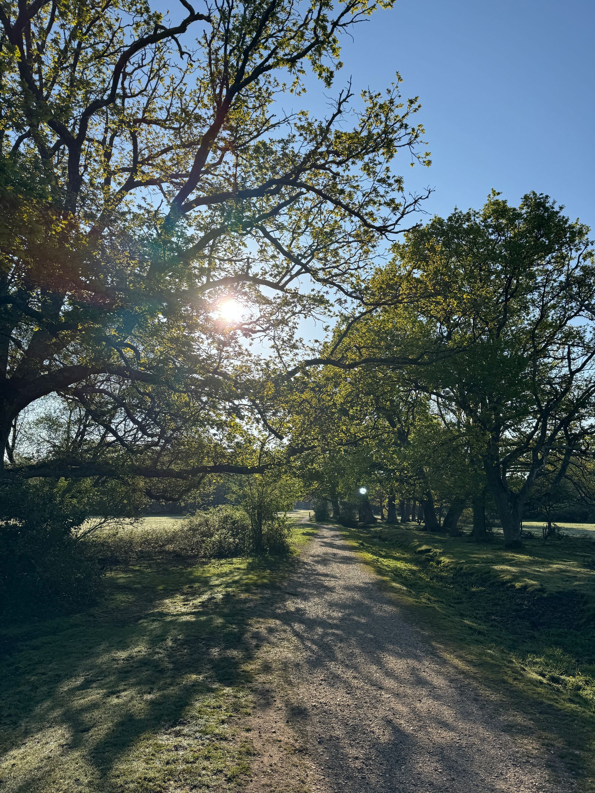 Forest scene photographed by Forest PA