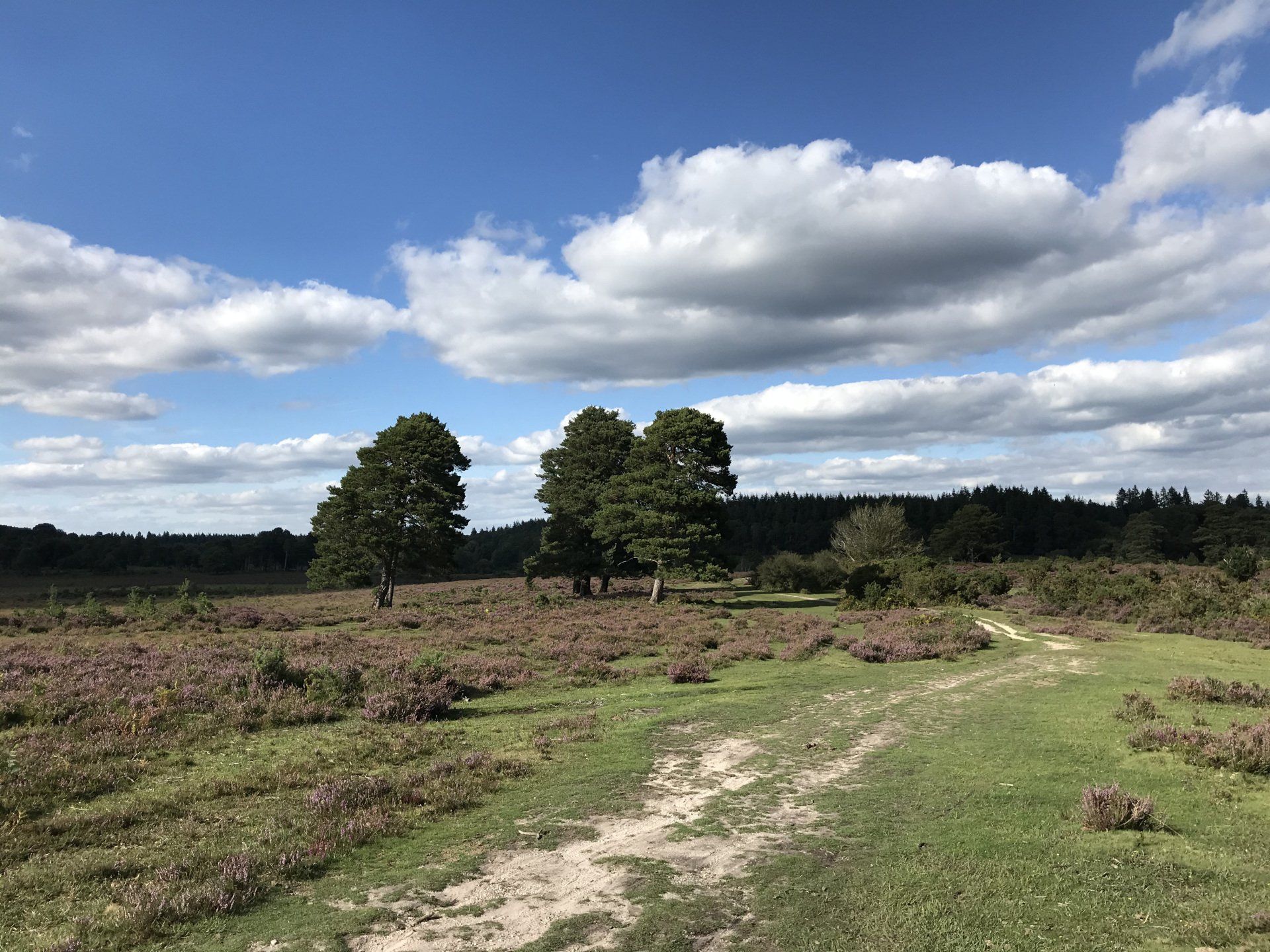 Forest scene photographed by Forest PA