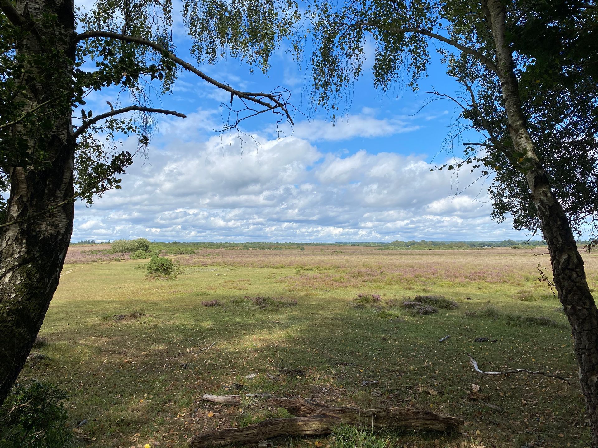 Forest scene photographed by Forest PA