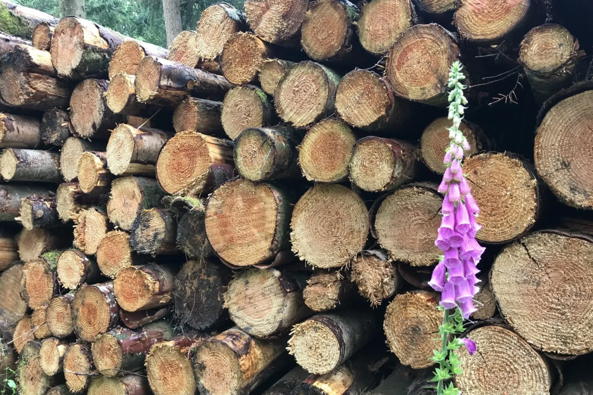 Forest scene photographed by Forest PA