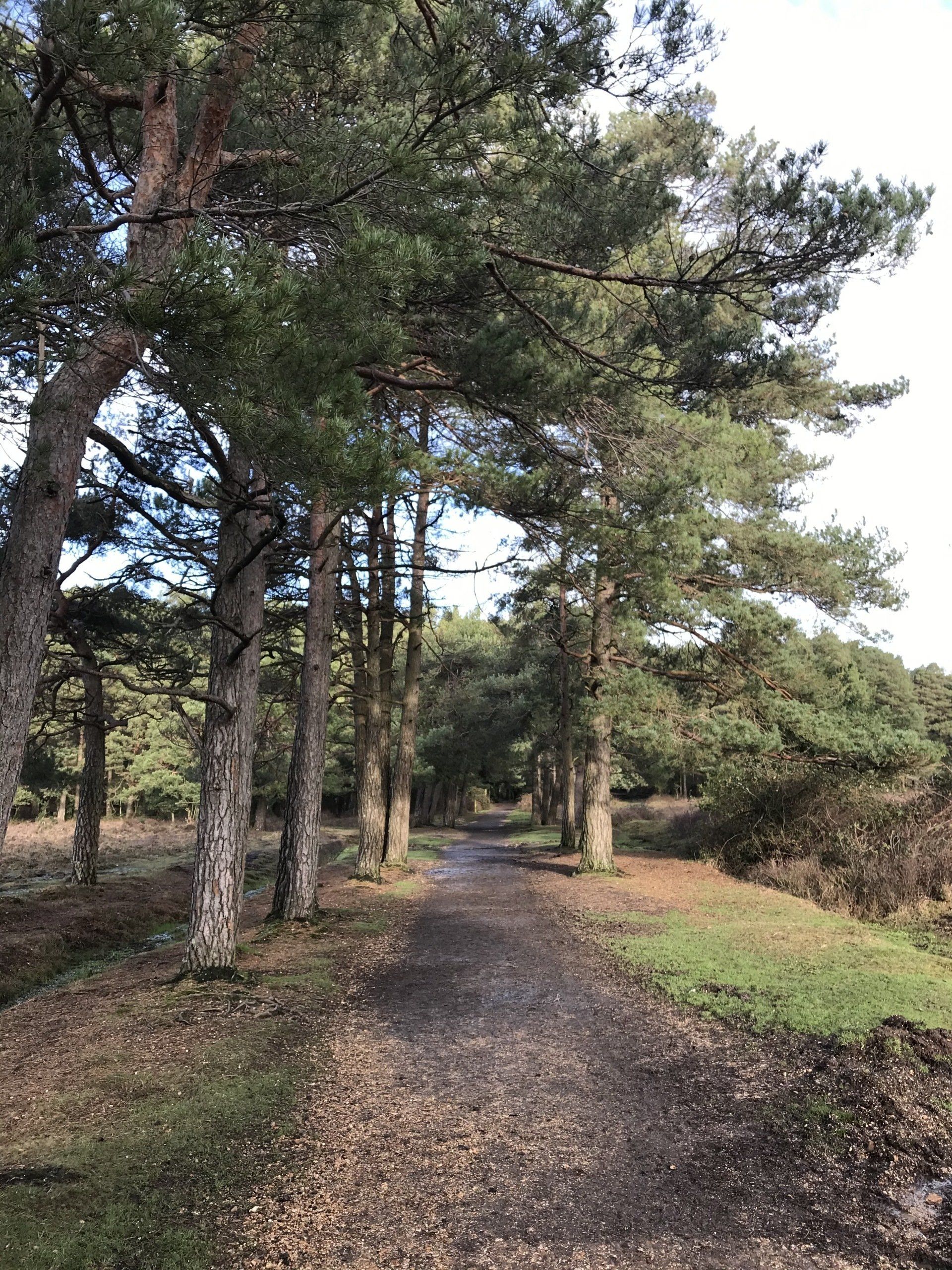 Forest scene photographed by Forest PA