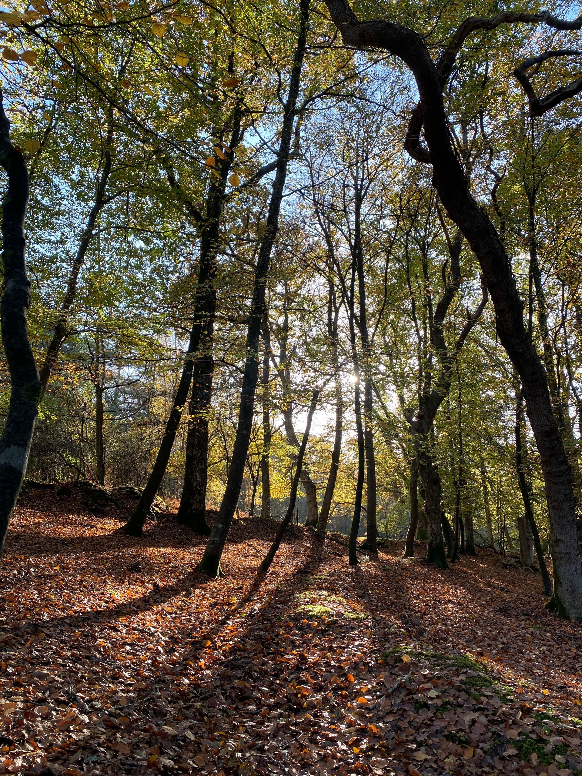 Forest scene photographed by Forest PA