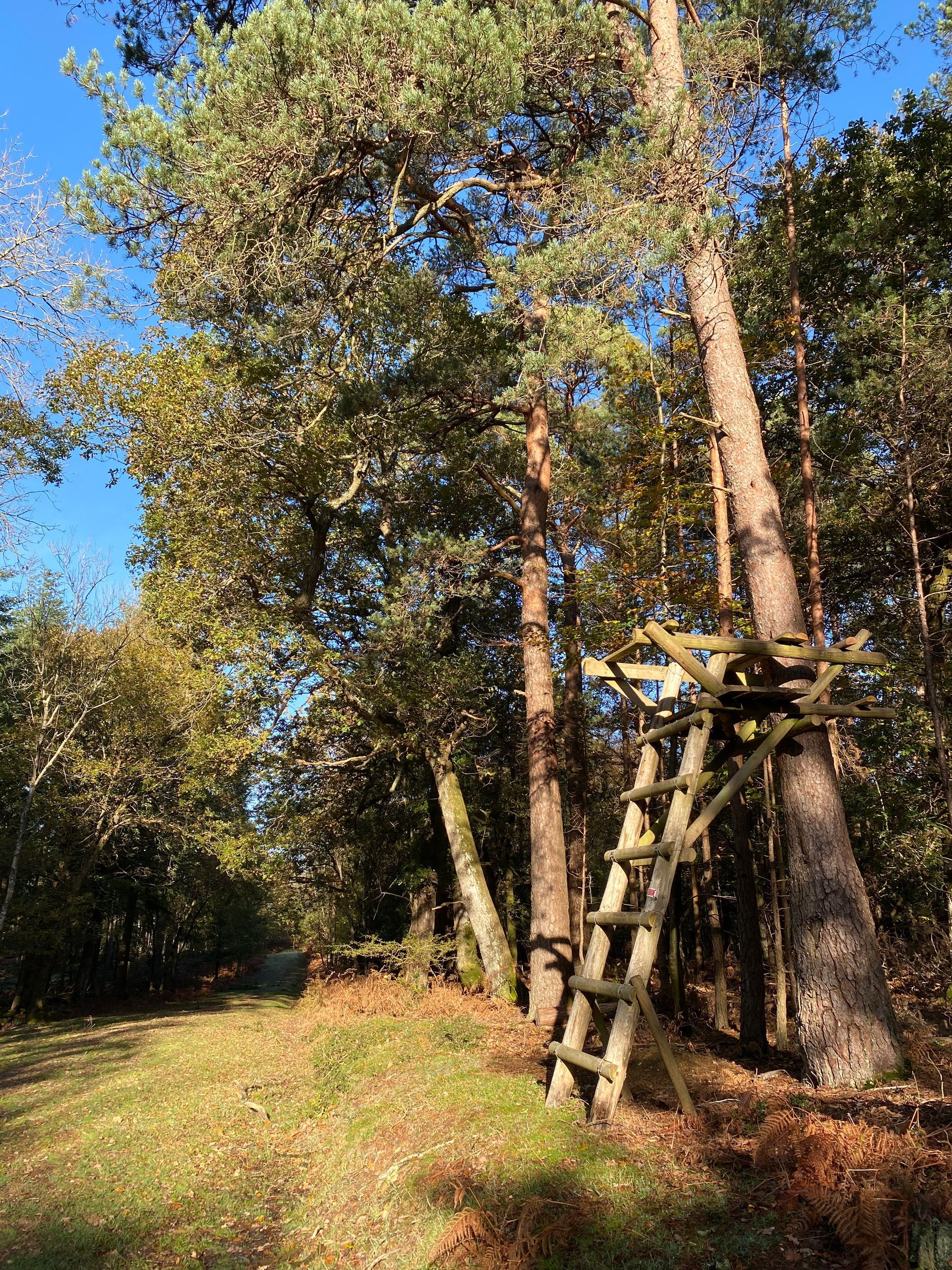 Forest scene photographed by Forest PA