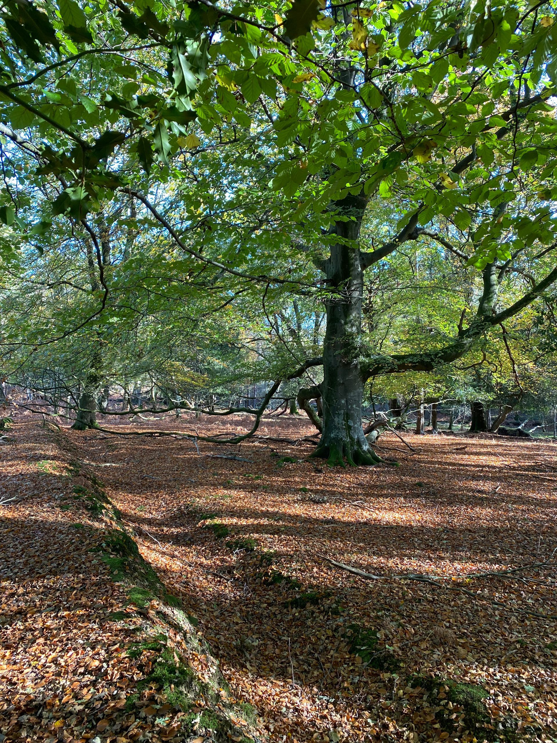 New Forest scene photographed by Forest PA