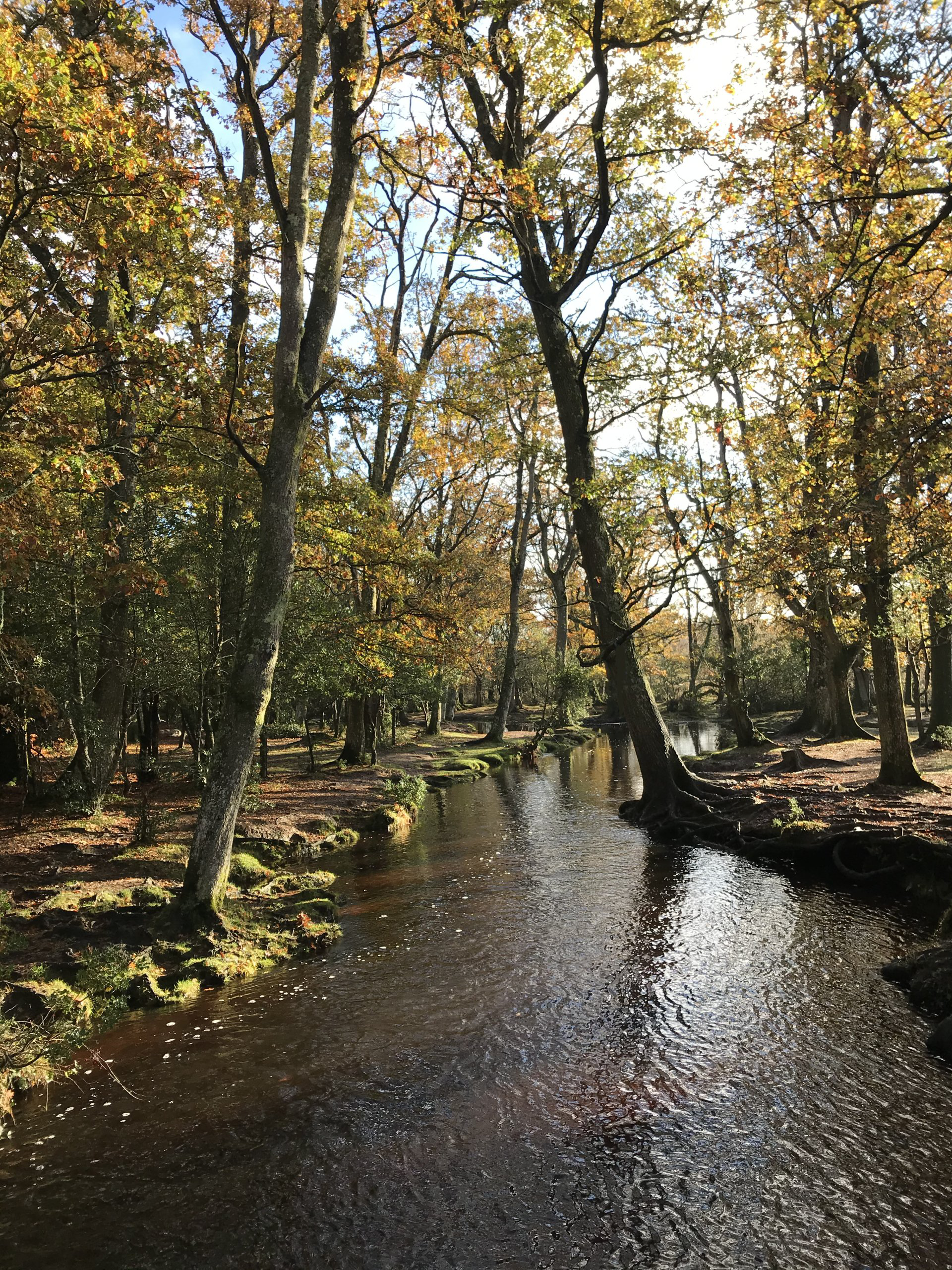 Forest scene photographed by Forest PA