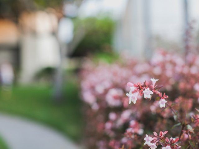 Small pink flowers lining the walkway through Del Ciervo apartments