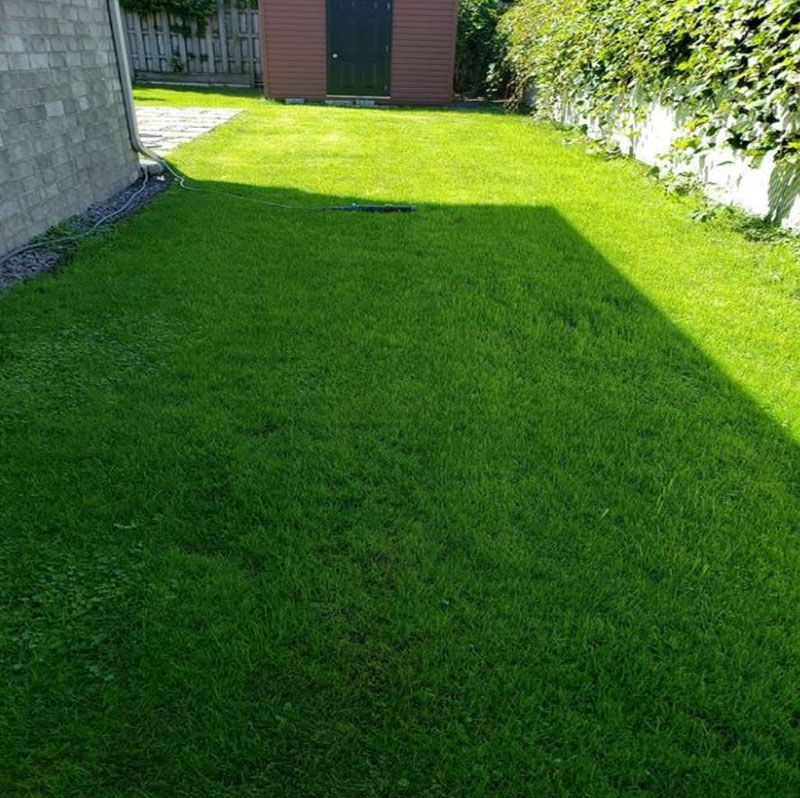 Une pelouse verdoyante avec un hangar en arrière-plan.