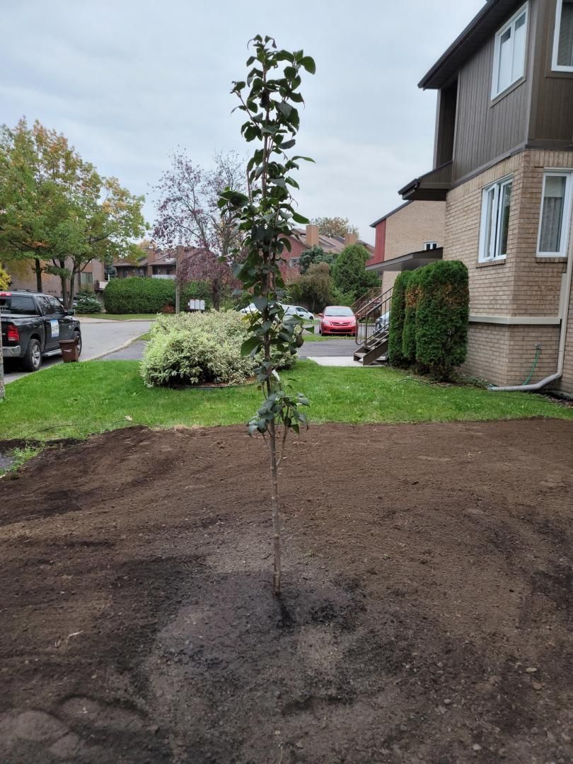 Un petit arbre pousse dans la terre devant une maison.