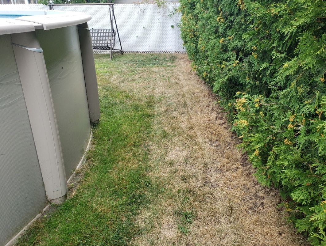 Une pelouse avec une clôture et une piscine en arrière-plan.