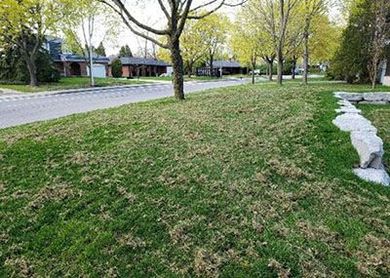 Une pelouse verdoyante dans un quartier résidentiel à côté d’une route.