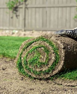 Une personne roule un rouleau d’herbe dans un jardin.