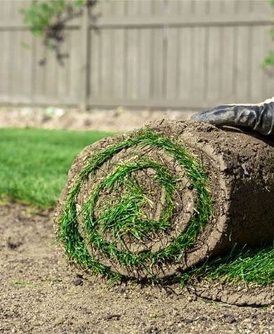 Une personne roule un rouleau d’herbe dans un jardin.