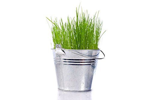 An image of grass growing out of a bucket of water to symbolize the power that rainwater has over the health of our lawns and overall properties
