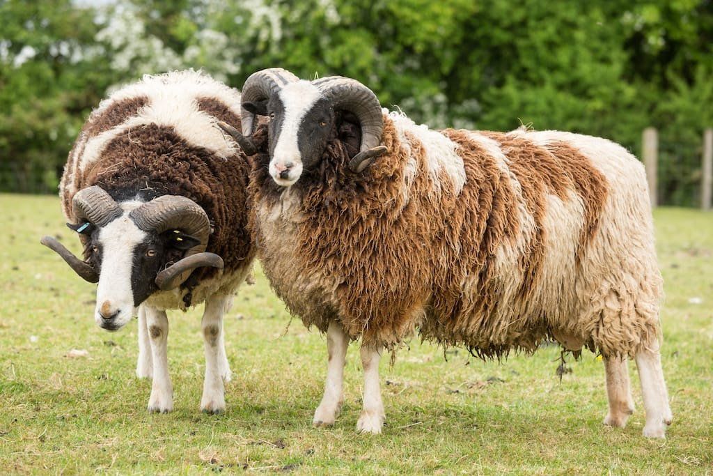 two rams