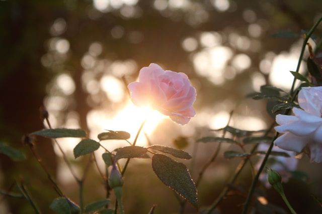 cremation services Bernalillo, NM