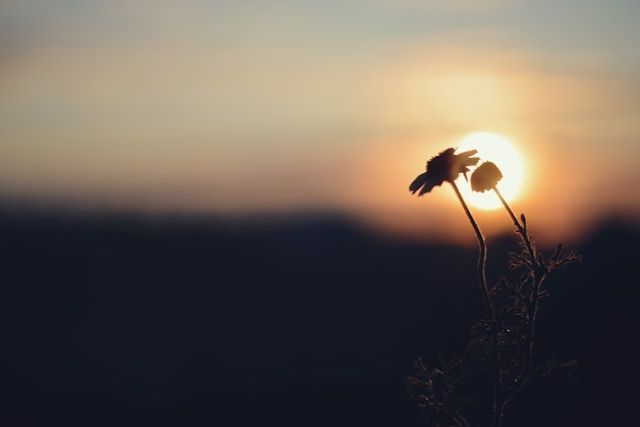 cremation services Rio Rancho, NM