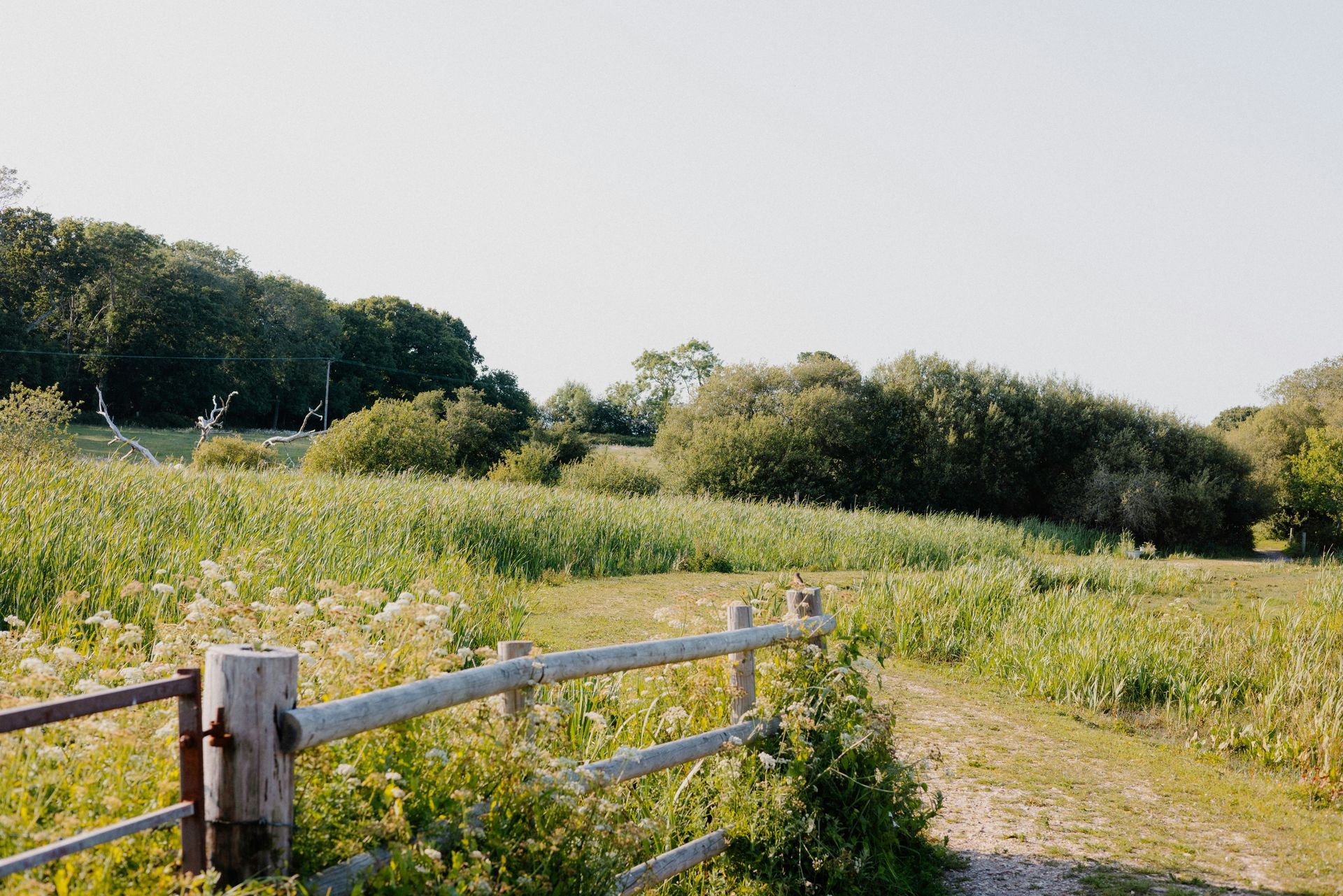 Fence leading into a field of tall green grass and bushes, under a clear sky.