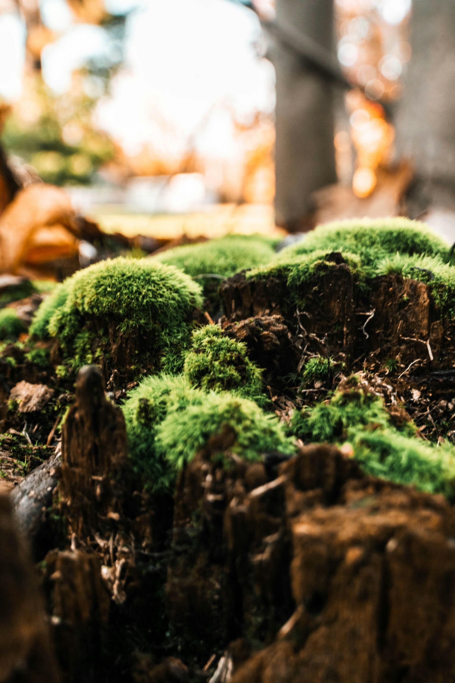 Lush green moss growing on a decaying tree stump, autumn forest background.