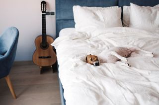 Dog Taking Rest On Bed — Genie’s Drapery Service — Charleston, SC