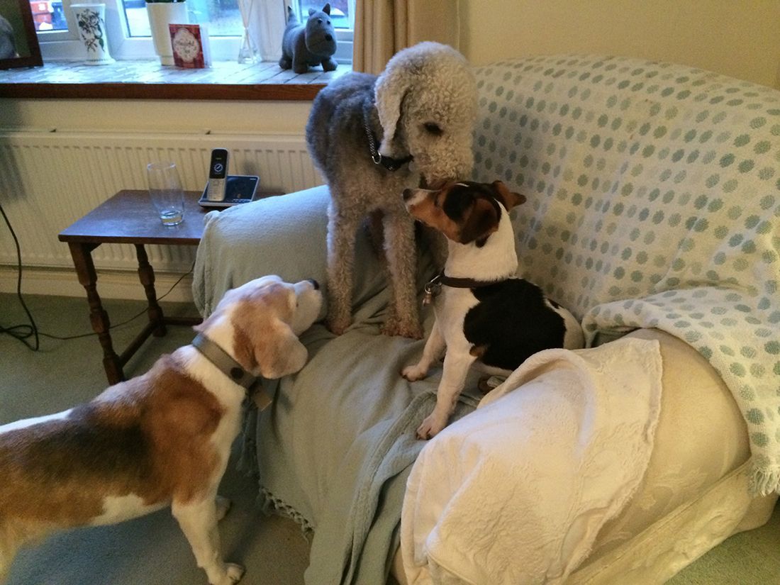 Three dogs on a couch, one standing while two sniff each other in a cozy living room.