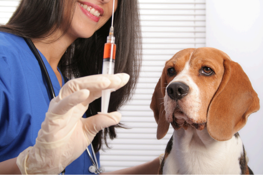A dog vaccination record book and a stethoscope on a wooden table.