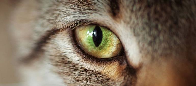 Close-up of a cat’s green eye and striped fur