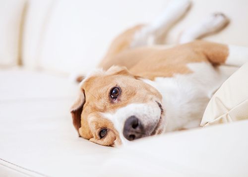 Golden-brown and white dog lying on a white couch, looking at the camera